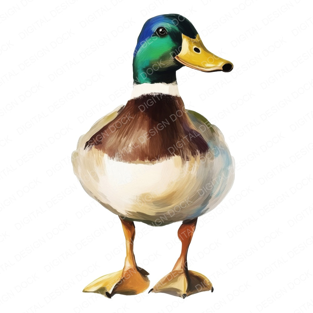 Oil Painted Mallard Duck Clipart Set (DDD006193)