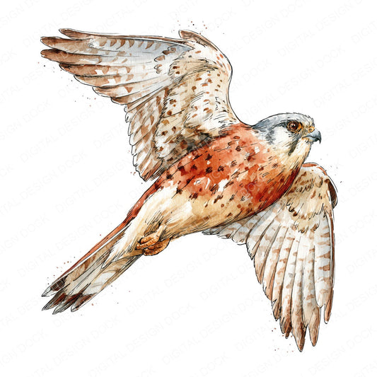Realistic Common Kestrel Clipart Set (DDD013696)