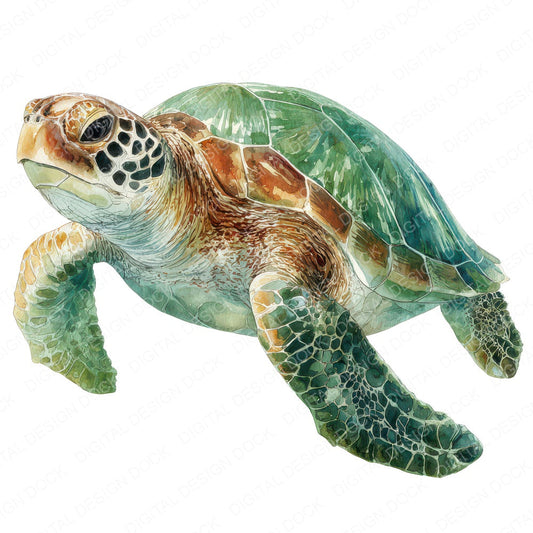 Realistic Sea Turtle Illustration Clipart Set (DDD008864)