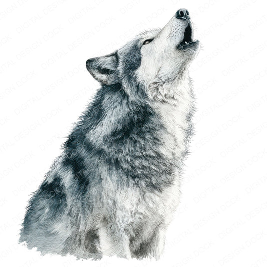 Realistic Wolf Illustration Clipart Set (DDD008866)
