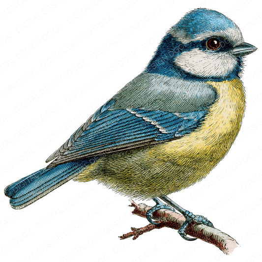 Vintage Botanical Bird Clipart Set (DDD014479)