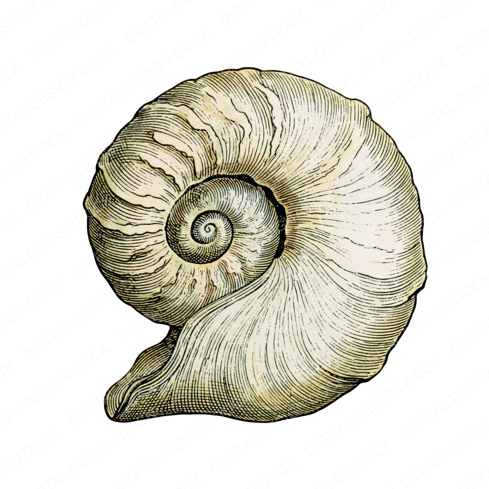 Vintage Botanical Sea Shell Clipart Set (DDD014484)