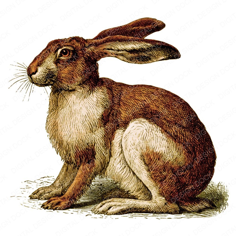 Vintage Hare Clipart Set (DDD014541)