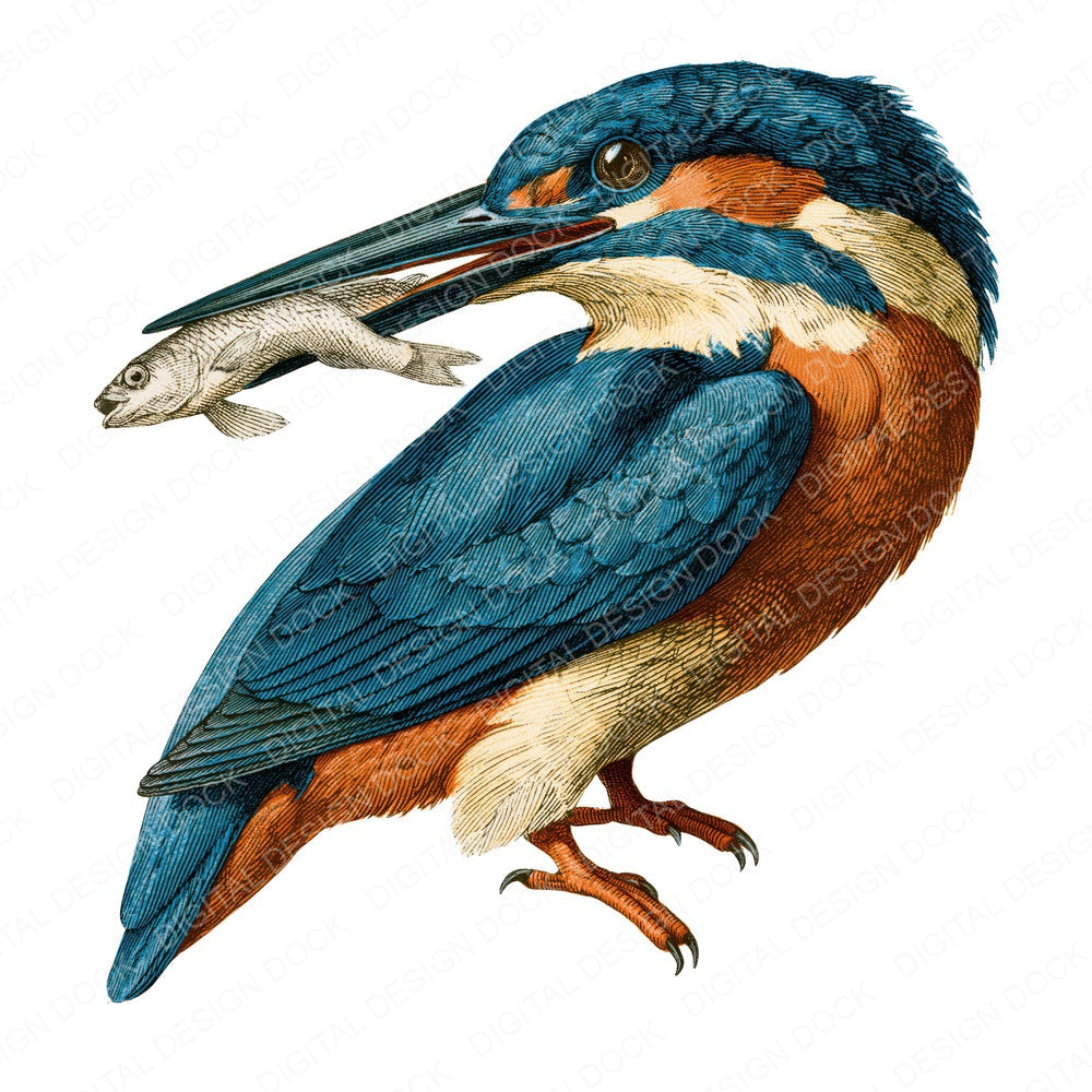 Vintage Kingfisher Clipart Set (DDD014542)