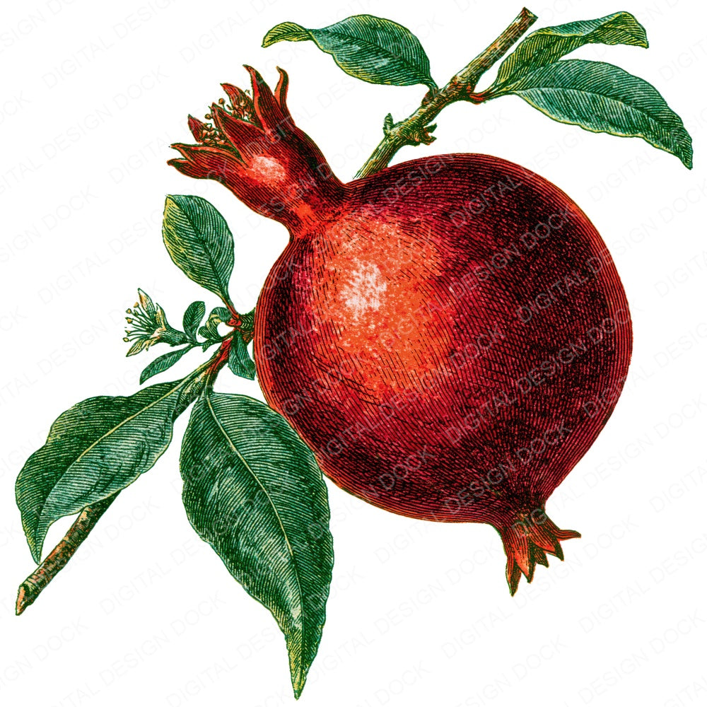 Vintage Pomegranate Clipart Set (DDD014543)