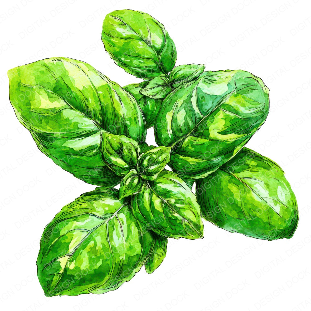Watercolour Basil Leaves fussy cut sheet in US Letter format showing all 12 designs on one printable page