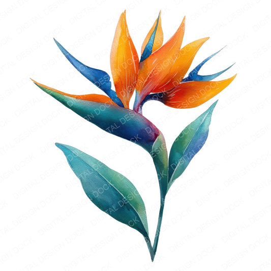 Watercolour Bird of Paradise Clipart Set (DDD006983)