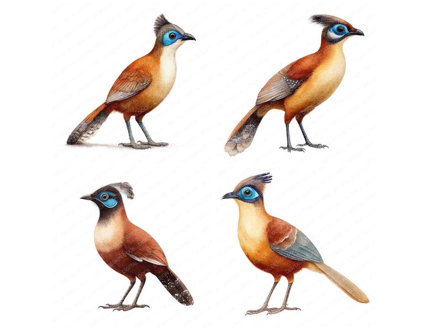 Crested Coua Exotic Bird Clipart Set (DDD008209)