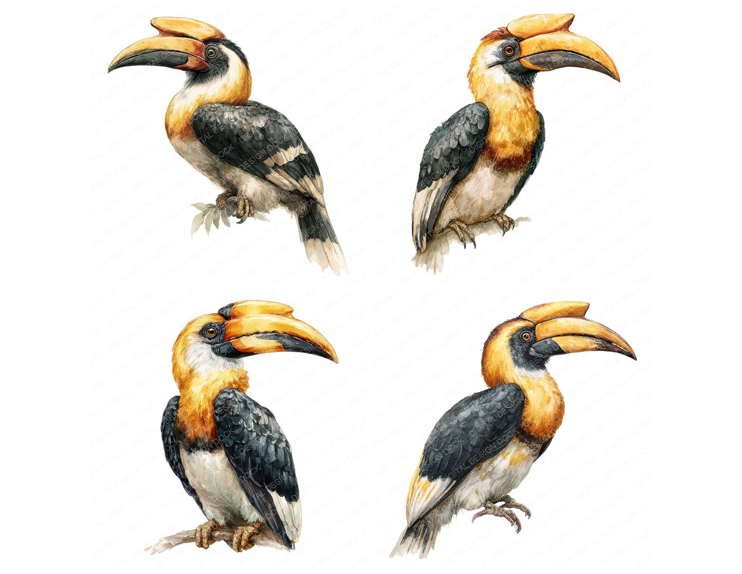 Hornbill Exotic Bird Clipart Set (DDD008213)