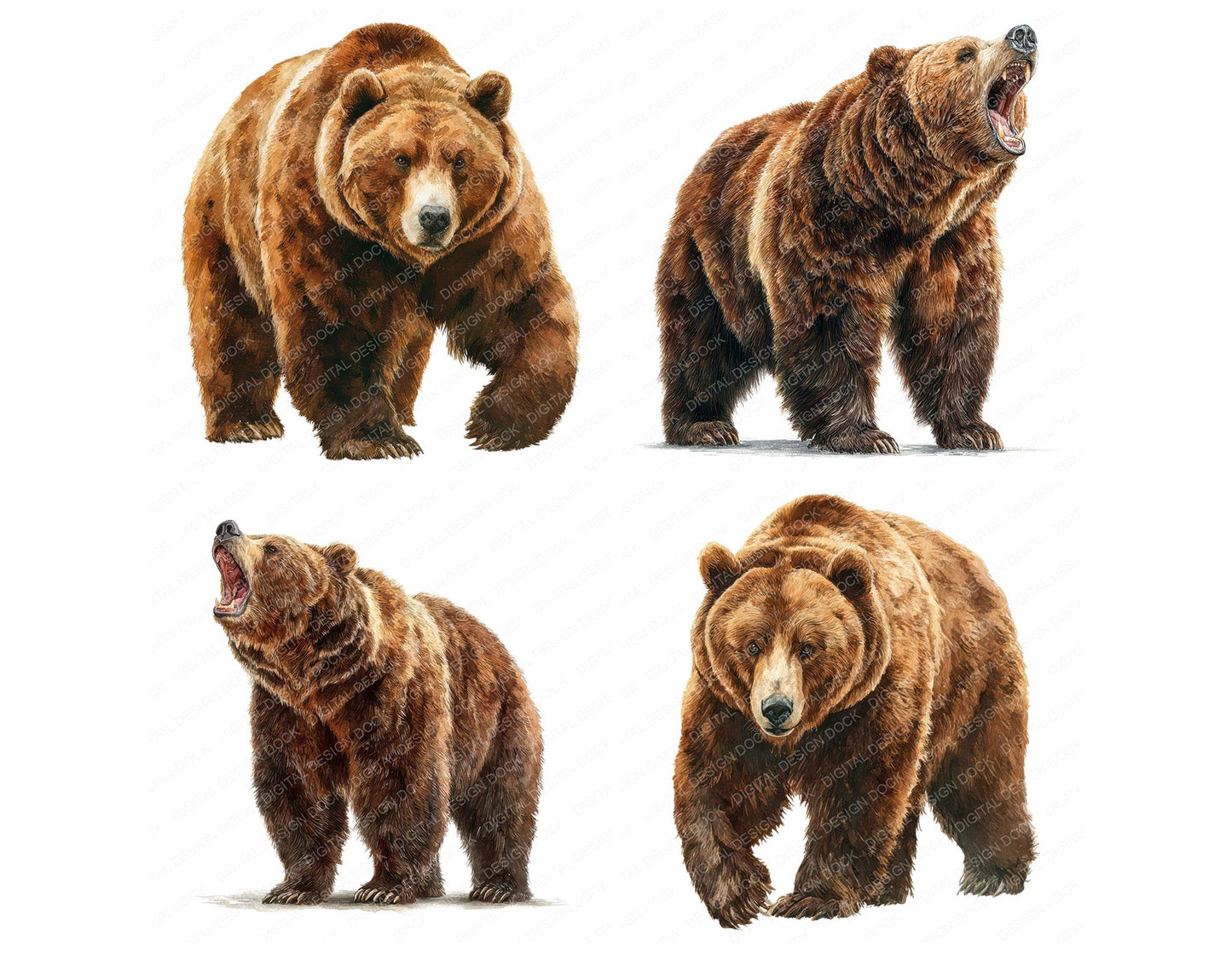 Realistic Bear Illustration Clipart Set (DDD008848)