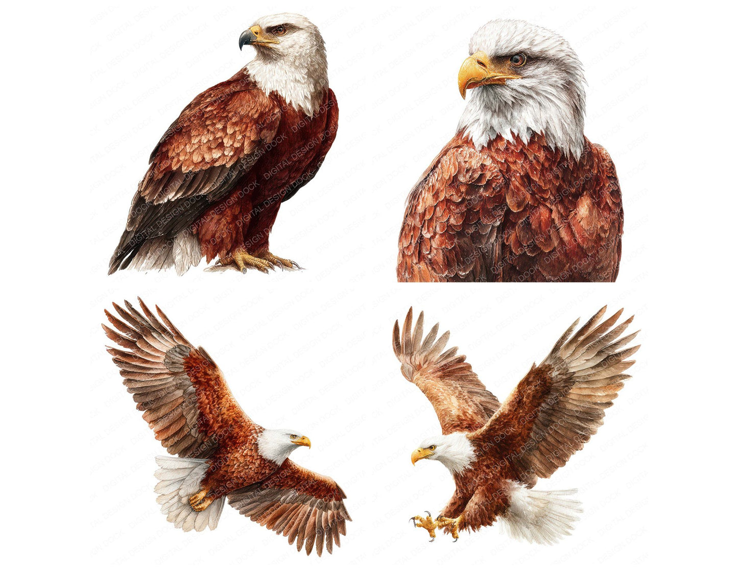 Realistic Eagle Illustration Clipart Set (DDD008850)