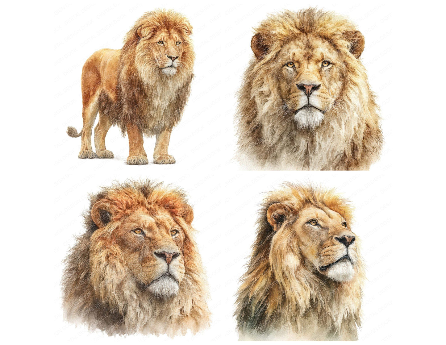 Realistic Lion Illustration Clipart Set (DDD008858)