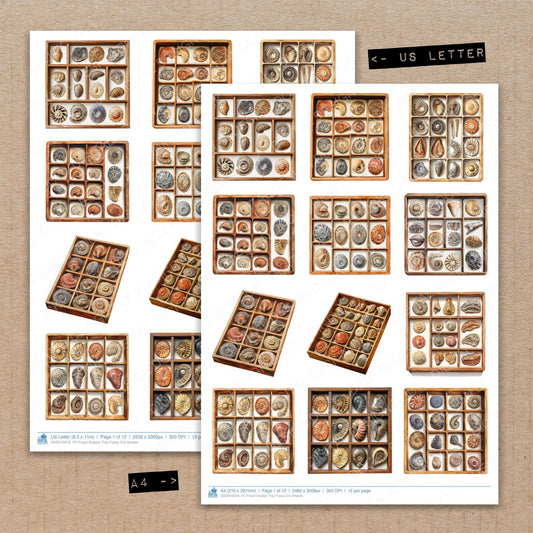 A4 and US Letter format comparison showing Fossil Display Tray fussy cut pages for print and cut crafting