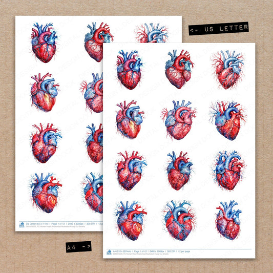 A4 and US Letter format comparison showing Human Heart Anatomical Illustration fussy cut pages for print and cut crafting