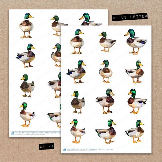 Oil Painted Mallard Duck Fussy Cut Sheets (DDD010569)