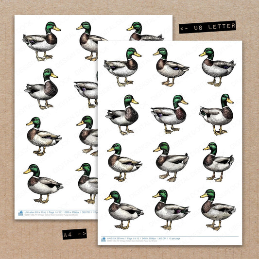 A4 and US Letter format comparison showing VIntage Mallard Duck Illustration fussy cut pages for print and cut crafting