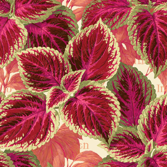 Single Coleus Multicolour Leaf Garden Cream Crimson Chartreuse Magenta digital paper shown full size