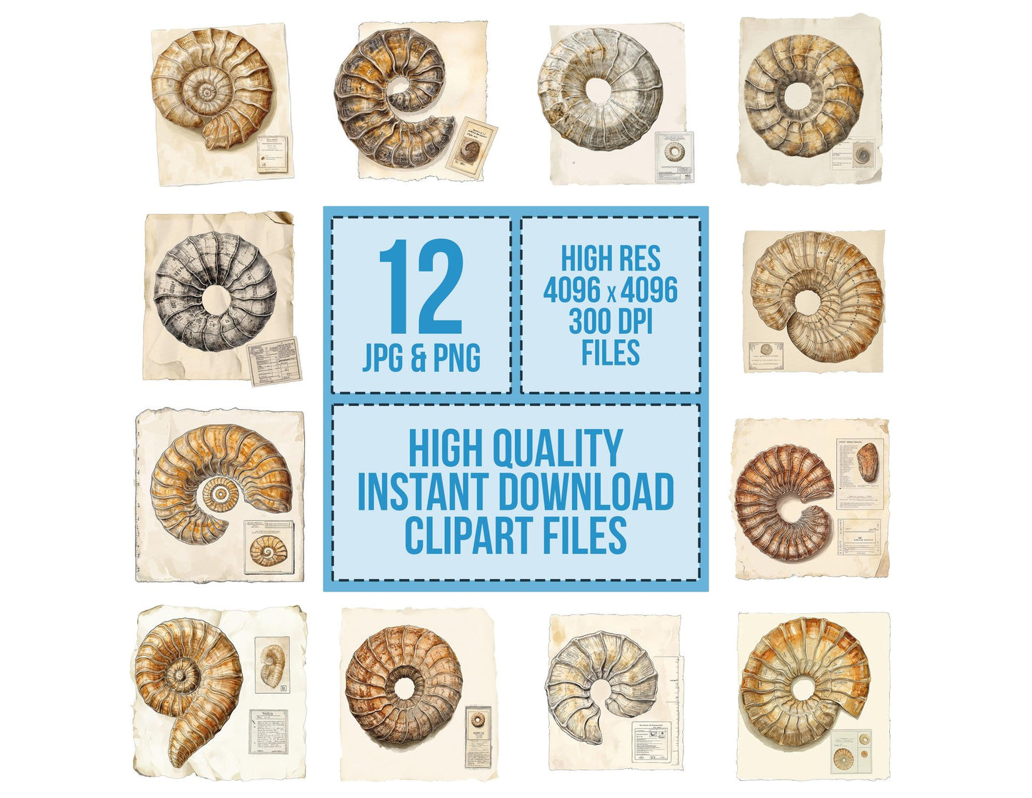 Ammonite Fossil with ID Tag Clipart Set (DDD004574)