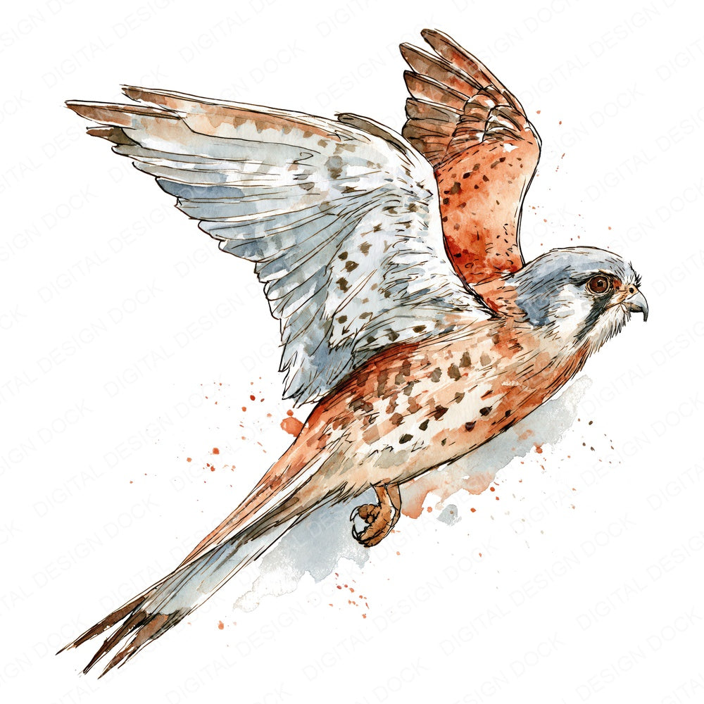 Realistic Common Kestrel Clipart Set (DDD013696)