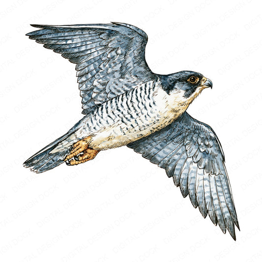Realistic Peregrine Falcon Clipart Set (DDD012662)