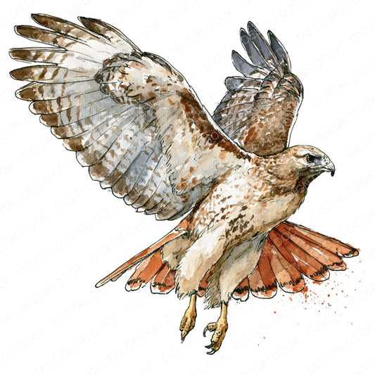 Realistic Red Tailed Hawk Clipart Set (DDD013702)