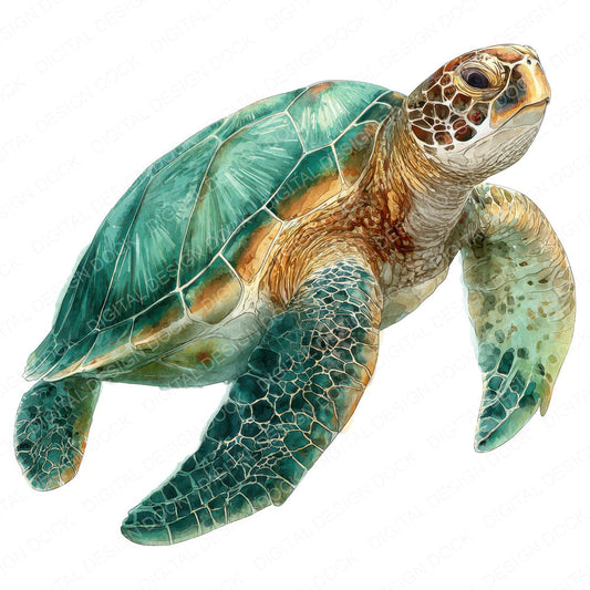 Realistic Sea Turtle Illustration Clipart Set (DDD008864)