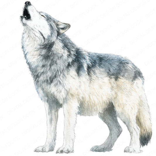 Realistic Wolf Illustration Clipart Set (DDD008866)