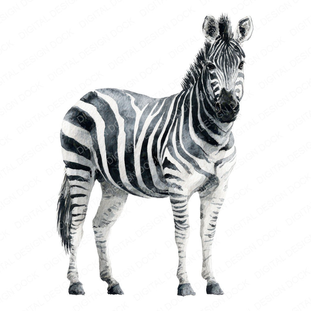 Realistic Zebra Illustration Clipart Set (DDD008867)