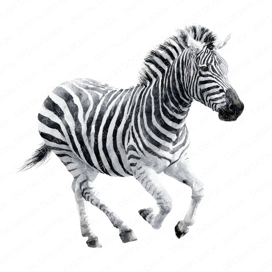 Realistic Zebra Illustration Clipart Set (DDD008867)
