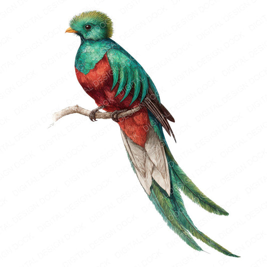 Resplendent Quetzal Exotic Bird Clipart Set (DDD008220)
