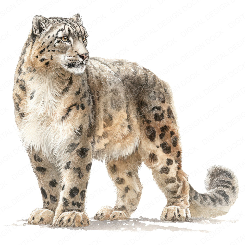Snow Leopard Exotic Animal Clipart Set (DDD008247)