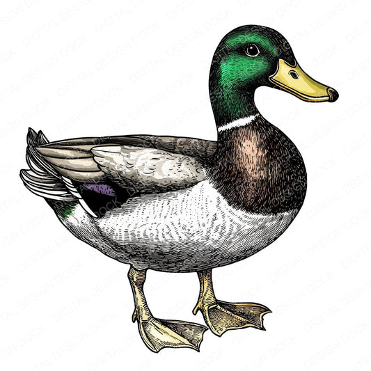 VIntage Mallard Duck Illustration fussy cut sheet in A4 format showing all 12 designs on one printable page