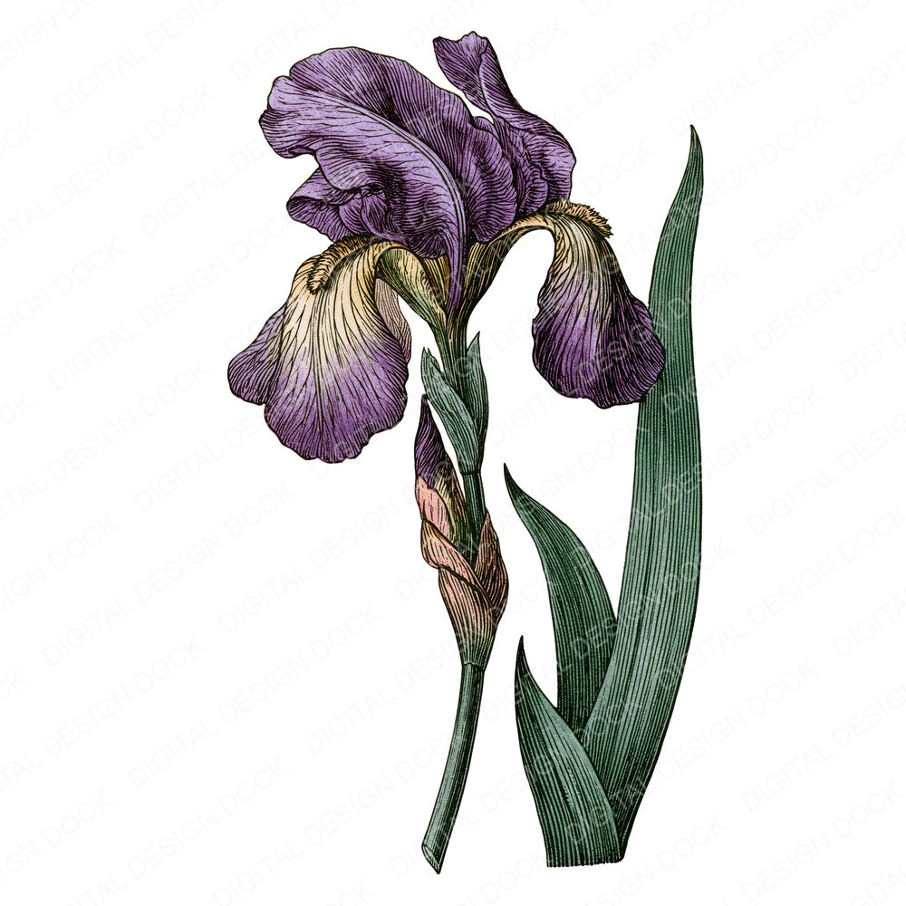 Vintage Botanical Garden Flower Clipart Set (DDD014481)