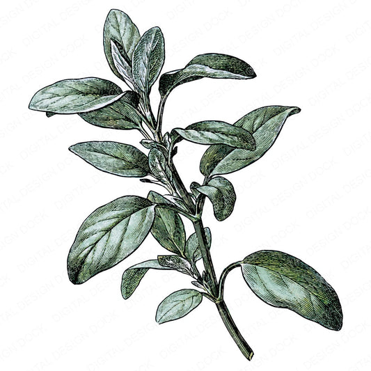 Vintage Botanical Herb Clipart Set (DDD014482)