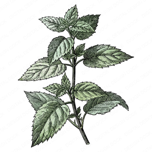 Vintage Botanical Herb Clipart Set (DDD014482)