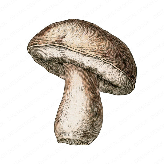 Vintage Botanical Mushroom Clipart Set (DDD014483)