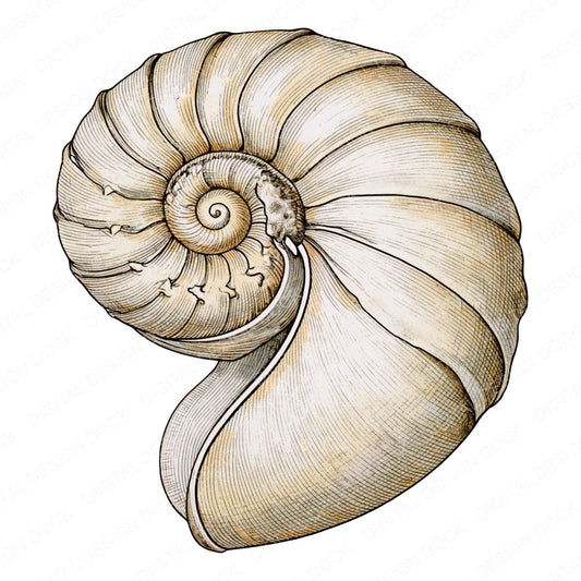 Vintage Botanical Sea Shell Clipart Set (DDD014484)