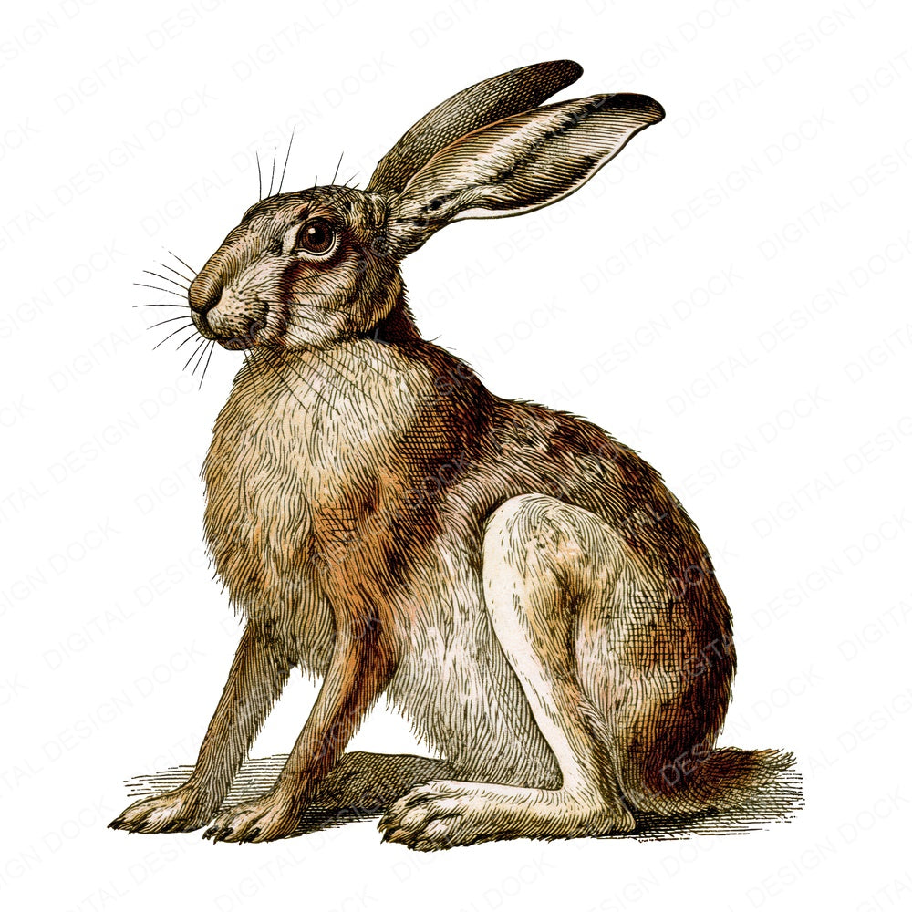 Vintage Hare Fussy Cut Sheets (DDD014561)