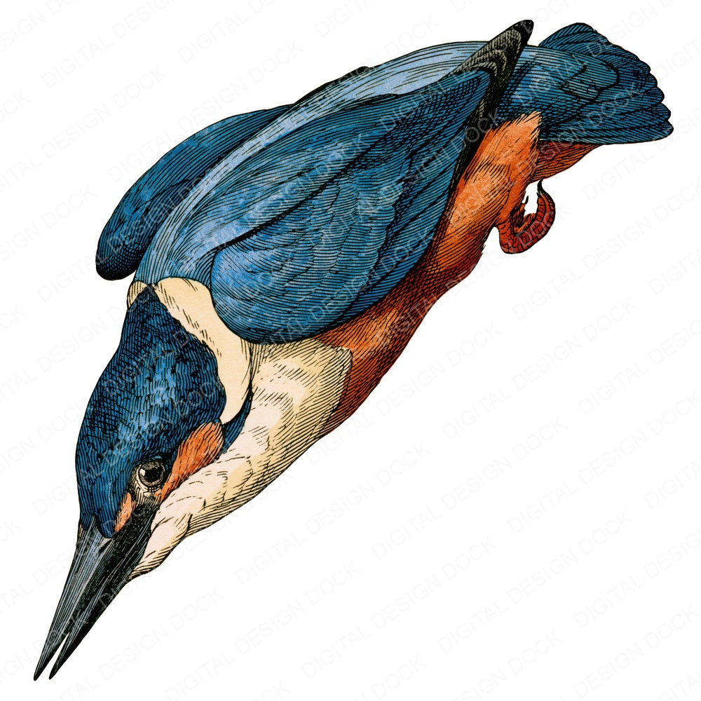 Vintage Kingfisher Clipart Set (DDD014542)
