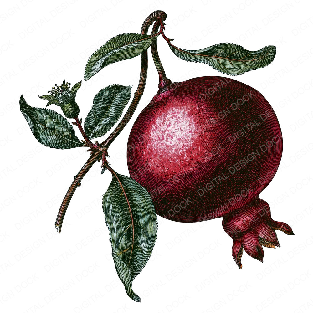 Vintage Pomegranate Clipart Set (DDD014543)