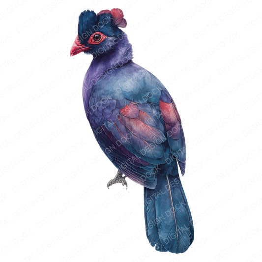 Violet Turaco Exotic Bird Clipart Set (DDD008226)