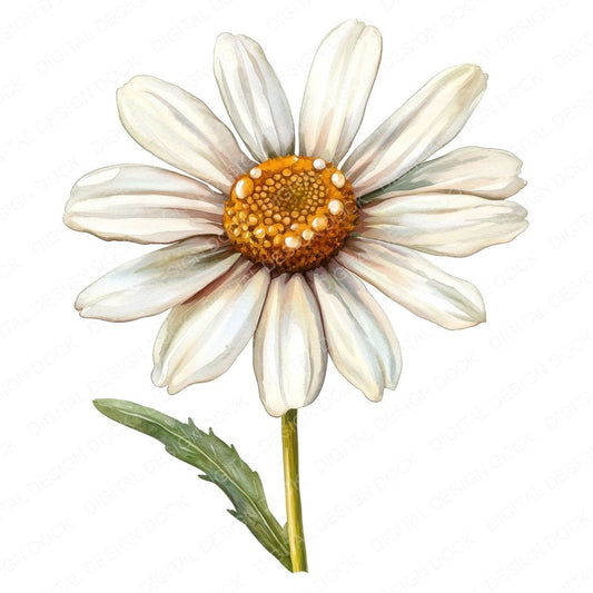 Watercolour Daisy Clipart Set (DDD007087)