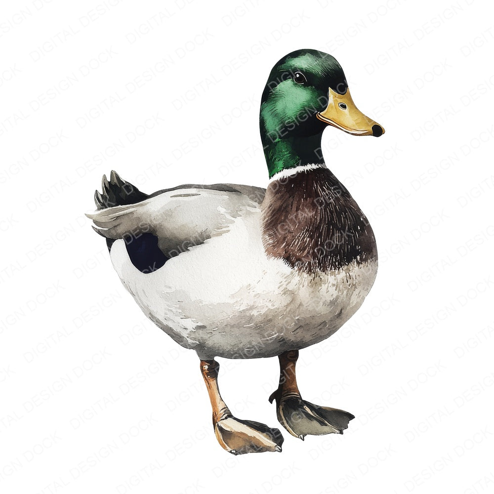 Watercolour Mallard Duck A fussy cut sheet in A4 format showing all 12 designs on one printable page