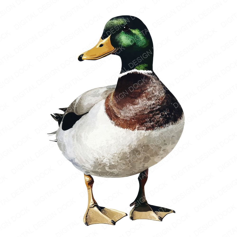 Watercolour Mallard Duck A fussy cut sheet in US Letter format showing all 12 designs on one printable page