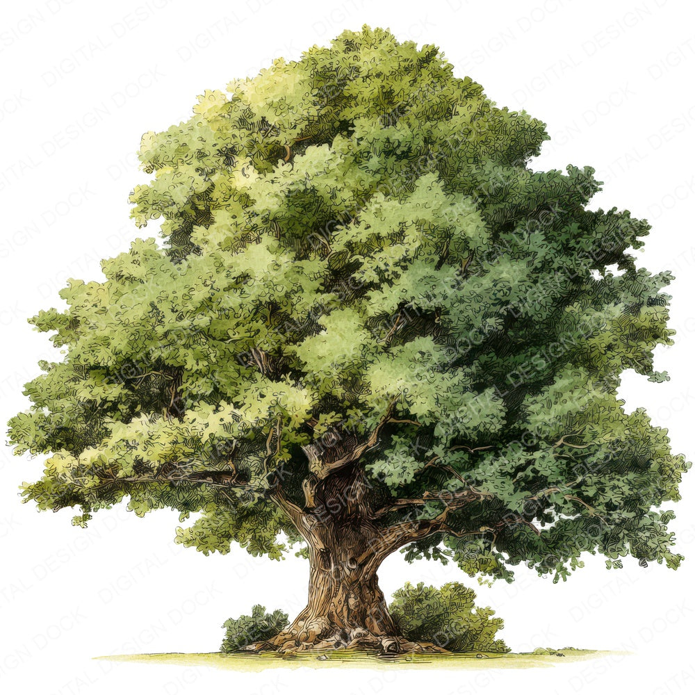 Watercolour Oak Tree fussy cut sheet in US Letter format showing all 12 designs on one printable page