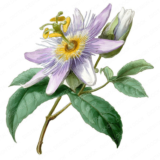 Watercolour Passionflower fussy cut sheet in A4 format showing all 12 designs on one printable page