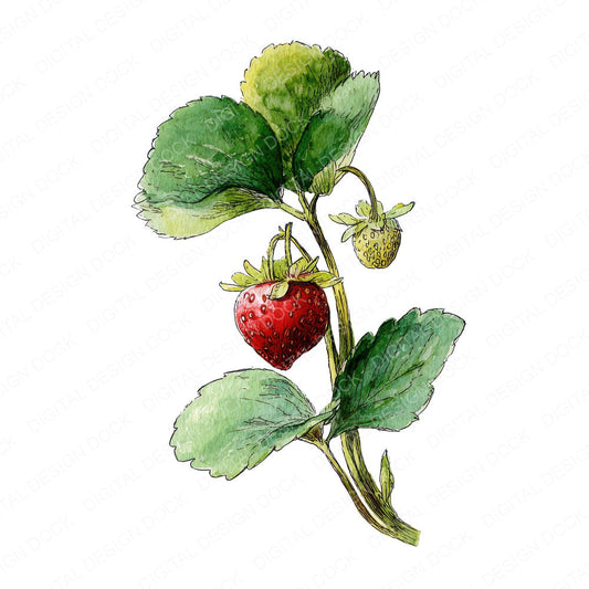 Watercolour Strawberry Plant fussy cut sheet in A4 format showing all 12 designs on one printable page