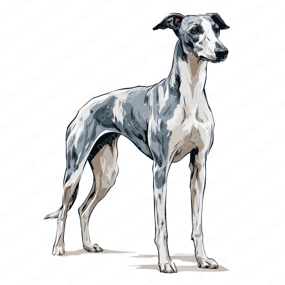 Another Whippet Watercolour Dog clipart design shown full size