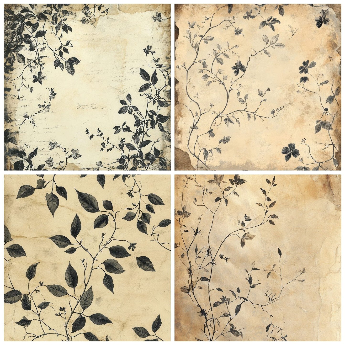 Aged Botanical Study Digital Paper Pack (DDD000334)