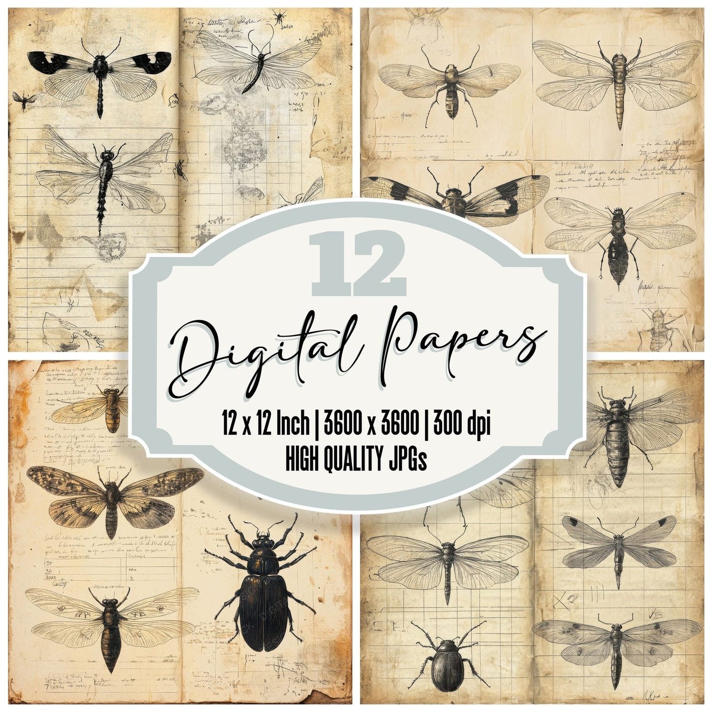 Aged Insect Study Digital Paper Pack (DDD000337)